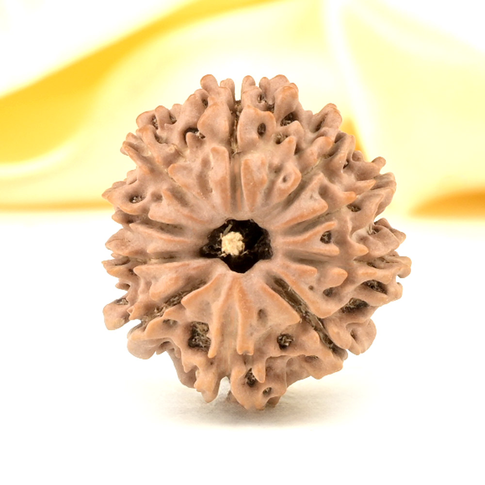 10 Mukhi from Nepal Small - CDXL